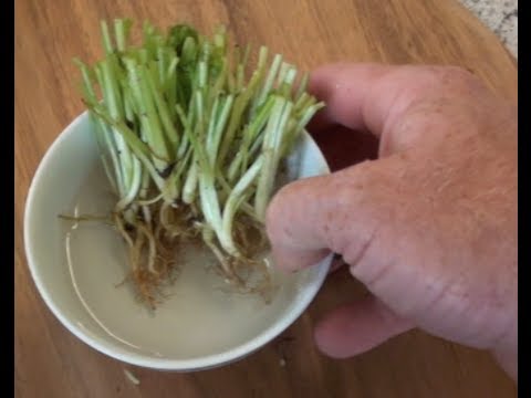 HOW TO REGROW HERBS FROM A SUPERMARKET