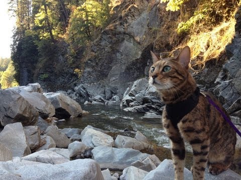 Day Hike with a Bengal Cat