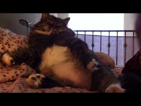 Fat cat sleeps sitting up