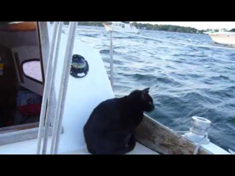 Brian Call and Lava the Cat aboard the s/v William Bligh in New Hampshire