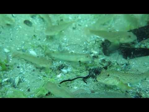 Round Goby Invasion