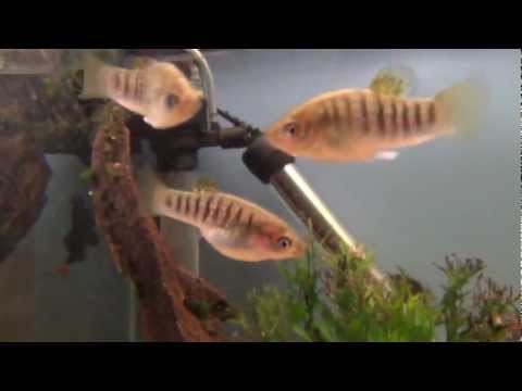 How to Identify Male and Female Livebearers