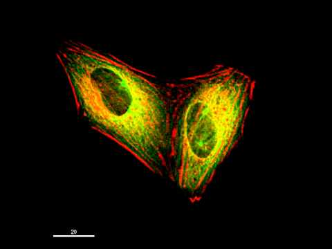 Actin and tubulin during mitosis