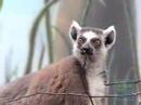 Ring-Tailed Lemurs at the Bronx Zoo