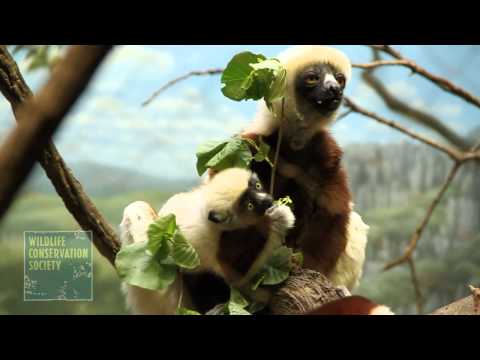 Baby Sifaka Lemur at the Wildlife Conservation Society Bronx Zoo