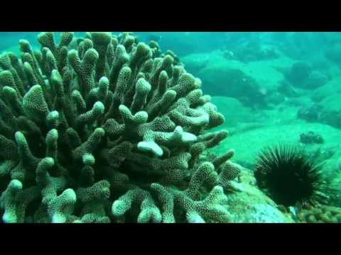 Hawaii's Coral Reefs (crisis of complacency)