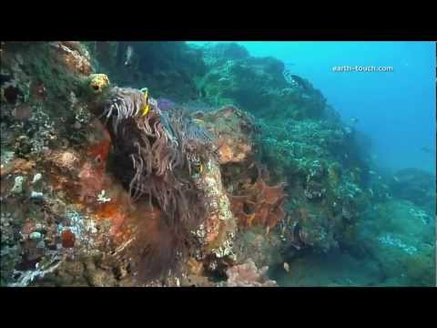 Coral Reefs & Climate Change