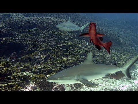 Coral Reefs:  Ecosystems in Decline - Perspectives on Ocean Science