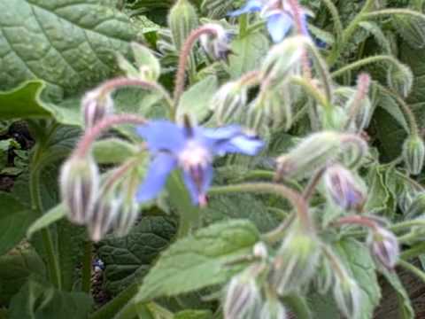 Growing Borage for the Flowers and the Greens... its all edible