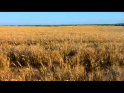 The Great American Wheat Harvest