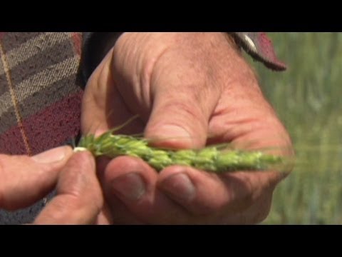 Mystery wheat strikes fear in farmers