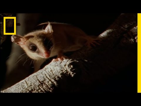 Wild Detectives: Bats by Night