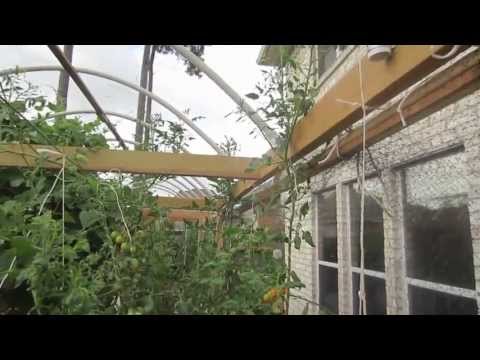 Vertical Gardening: Lowering Tomatoes To Raise Production