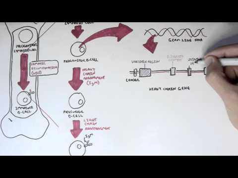 Immunology - Antibody Somatic (VDJ) Recombination I