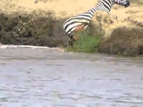 Zebra gets caught by crocodile Intestines hanging out.