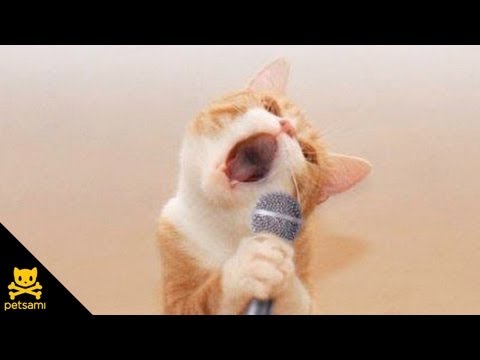 Singing Cat - Bob Seger - Old Time Rock N' Roll