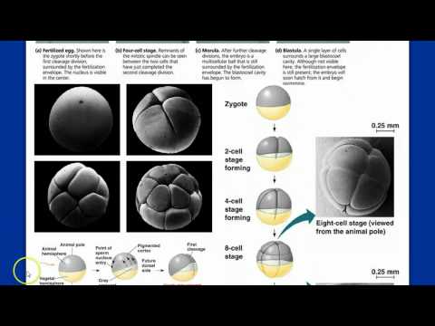 Introduction to Animal Development