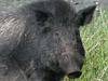 Snipers target six million feral pigs