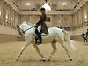 Lipizzaner horse and rider