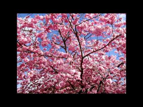 Air - Cherry blossom girl