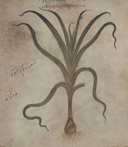 Representation of garlic in the famous 'Vienna Dioscorides' manuscript (512 CE)