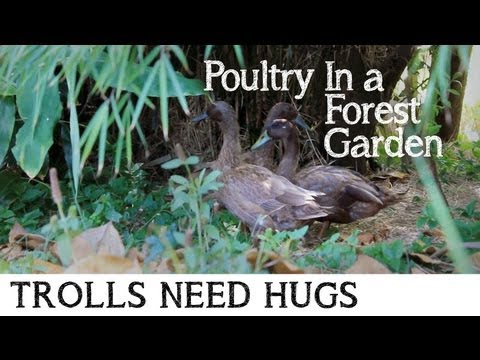 Poultry In A Forest Garden - Permaculture Chickens, Ducks & More | TrollsNeedHugs