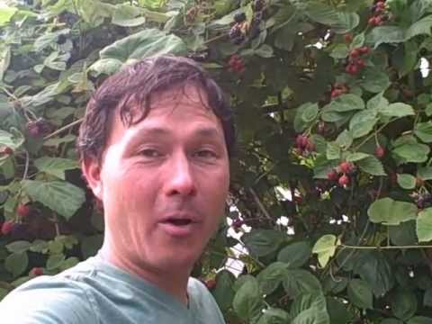 Amazing Urban Permaculture Food Forest Garden with Edible Exploding Impatiens