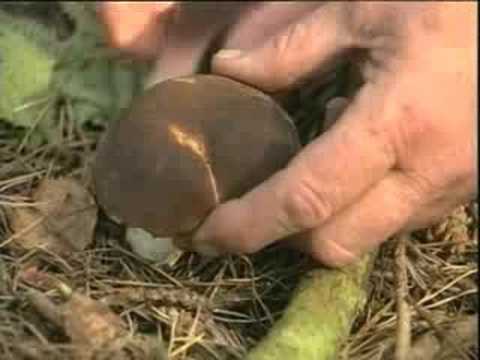 Identify Wild Mushrooms & Edible Mushrooms With Peter Jordan