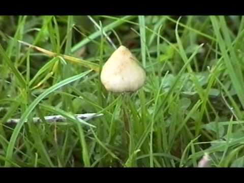 Manna - psilocybin mushroom inspired documentary - by Simon G. Powell