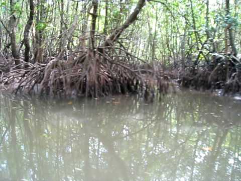 KRABI RIVER Mangrove Ramsar Convention　กระบี่