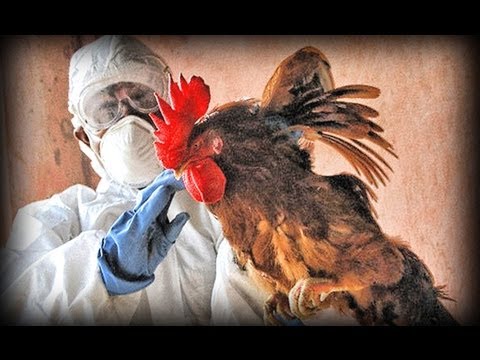 Avian Flu (full documentary)