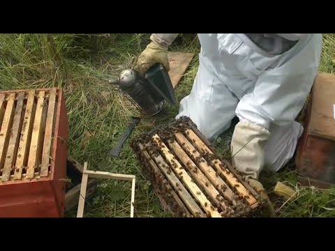 Beekeeping - How to make lots more Bees - Using the Rose Hive Method