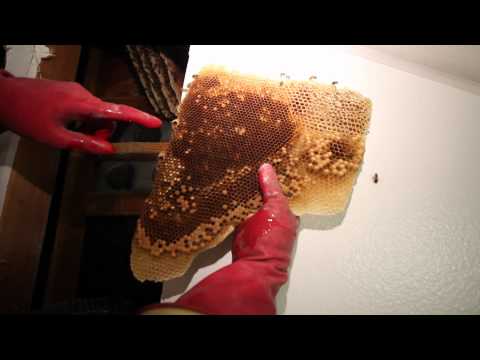 Removing and saving 50,000 bees from inside my walls