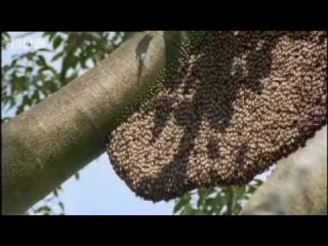 Giant honey bees - Life in the Undergrowth - BBC Attenborough