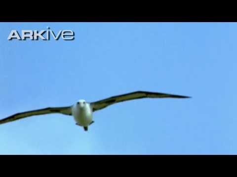 Laysan albatross  (Phoebastria immutabilis)