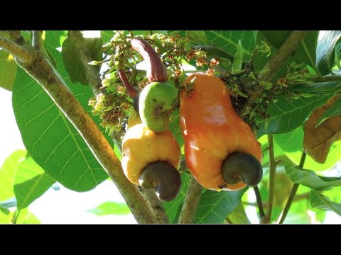 Cashew Tree in Costa Rica - Raw Cashew Fruits and Cashew Apples