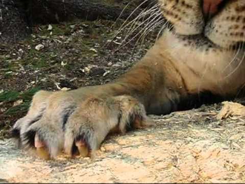 Liger Claws