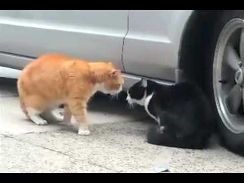 Talking Cat Turf War