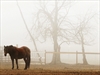 A horse stands in a corral.