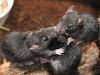 Bubonic plague kills more villagers