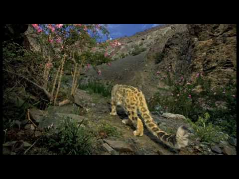 Searching for the Snow Leopard