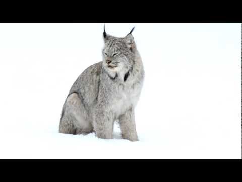 Canada lynx and her kitten