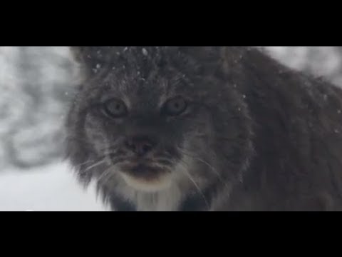 Canada lynx: wildlife celebrity