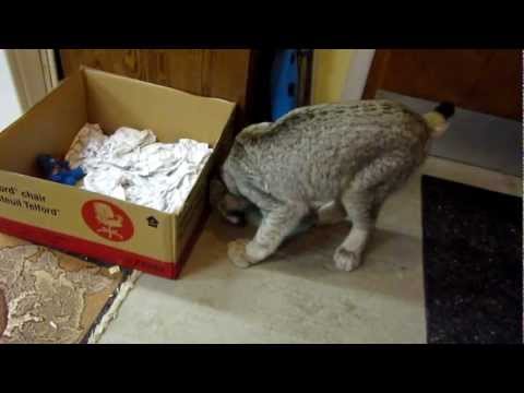 Max Canada Lynx Playtime