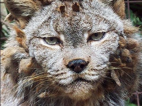 CANADIAN LYNX gets a haircut!