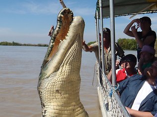 Territory crocs