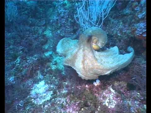 Unisub diving at Medes Islands