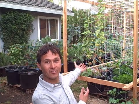 Backyard Organic Container Vegetable Garden Perfect for People Who Rent