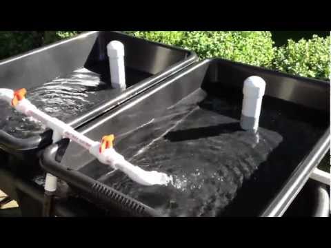 Easy & Affordable Backyard Aquaponics