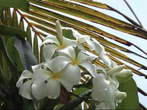 The only complete guide to the Cook Islands - part 1 of 2